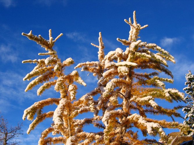 As we went higher, the trees had a coat of recent powder on their branches.